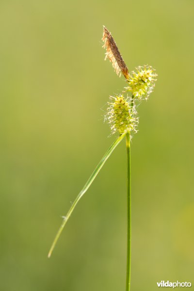Geelgroene zegge