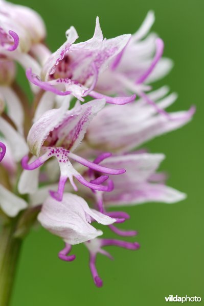 Aapjesorchis