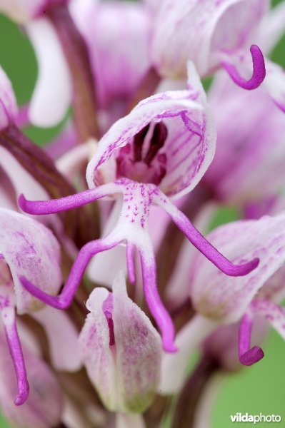 Aapjesorchis in detail