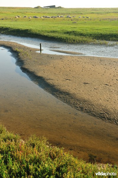 Reservaat De Ijzermonding