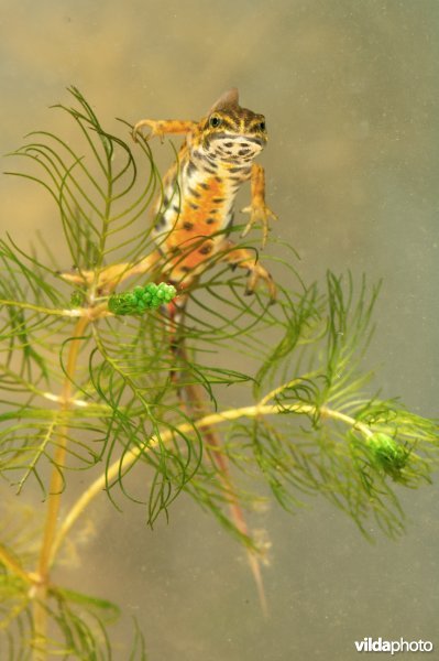 Kleine watersalamander in prachtkleed