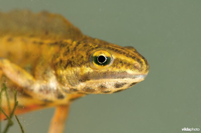 Portret van kleine watersalamander