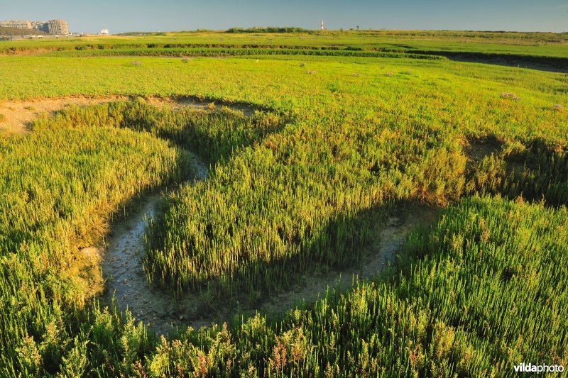 Reservaat De Ijzermonding