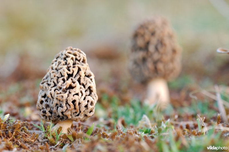 Morieljes in de Westhoek