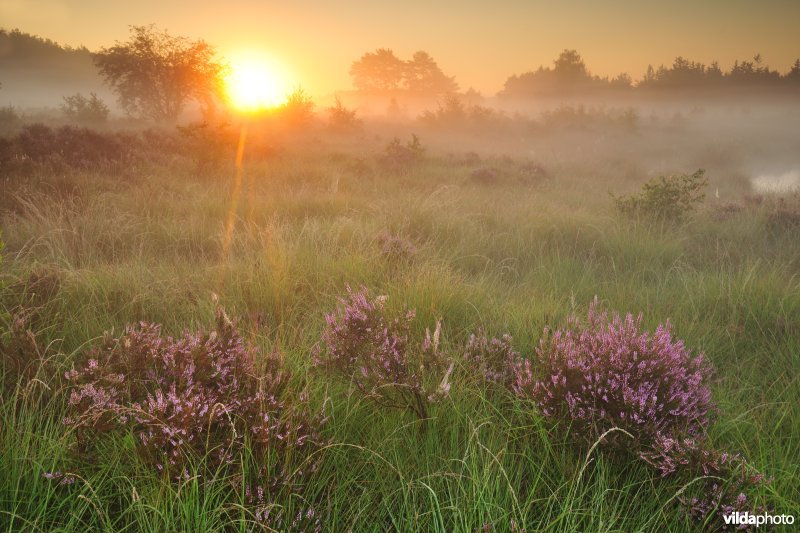 Natuurreservaat De Teut