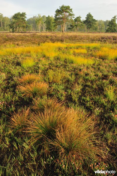 Neerharerheide in de Zijpbeekvallei