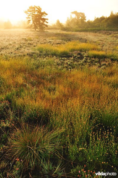 Neerharerheide in de Zijpbeekvallei