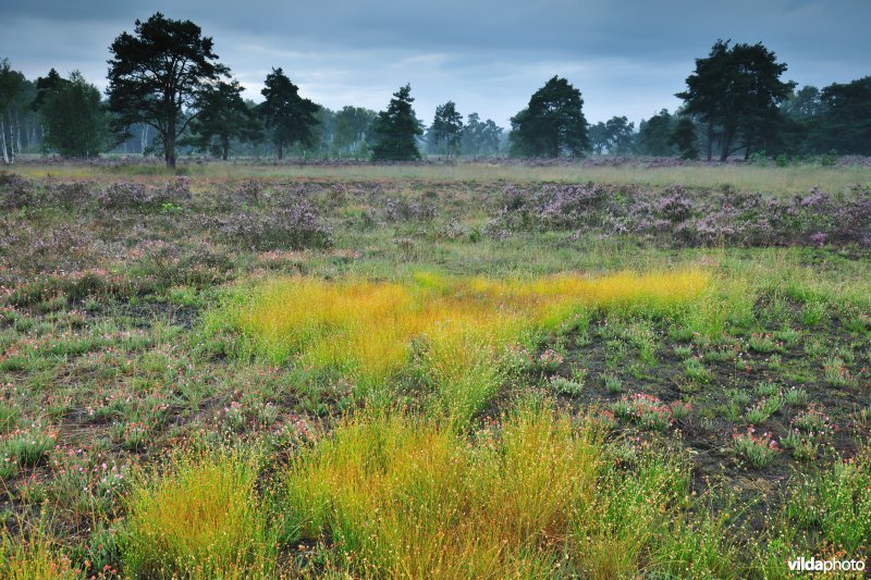 Neerharerheide in de Zijpbeekvallei