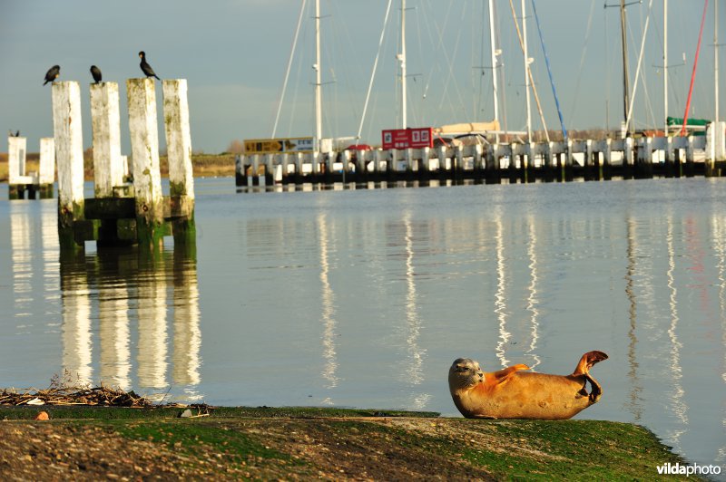 Zeehond in de Ijzermonding