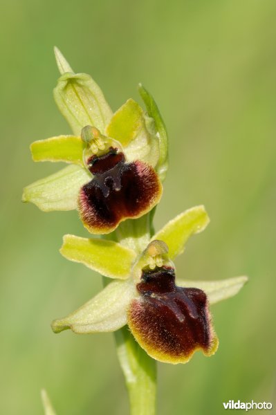 Hybride van vroege-spinnen en spinnenorchis