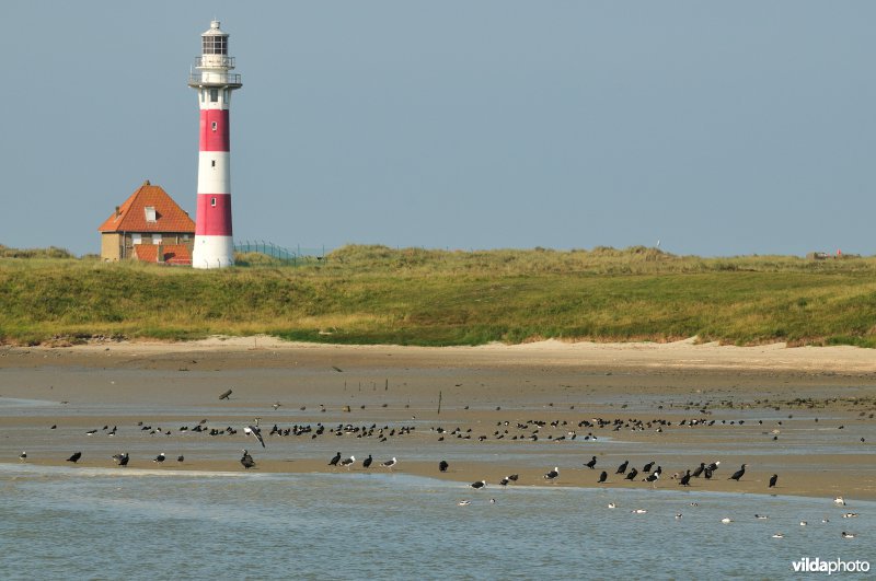 Reservaat De IJzermonding