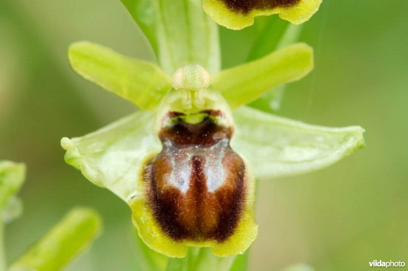 Vroege spinnenorchis