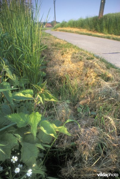 Verruigde Wegberm te St pieters kapelle