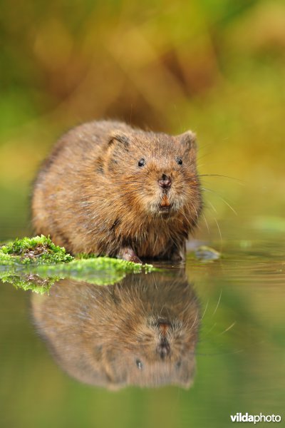 Woelrat