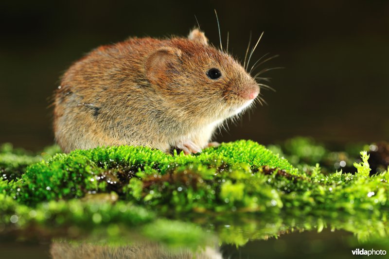 Rosse woelmuis