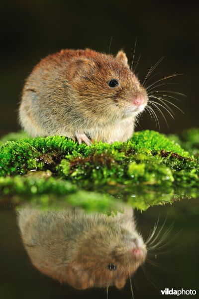 Rosse woelmuis