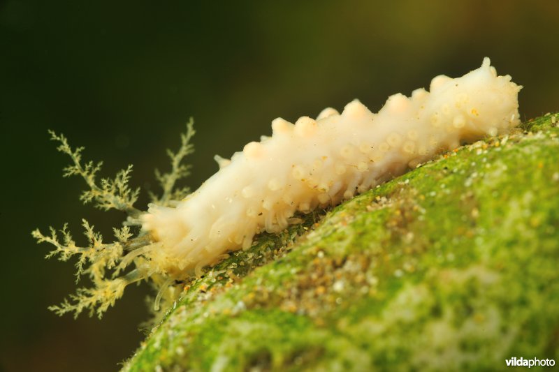 Zeekomkommer sp.
