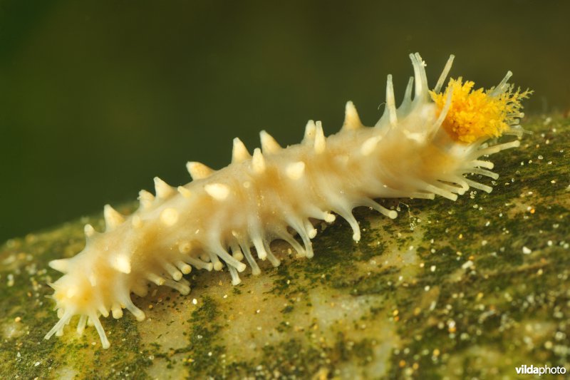 Zeekomkommer sp.