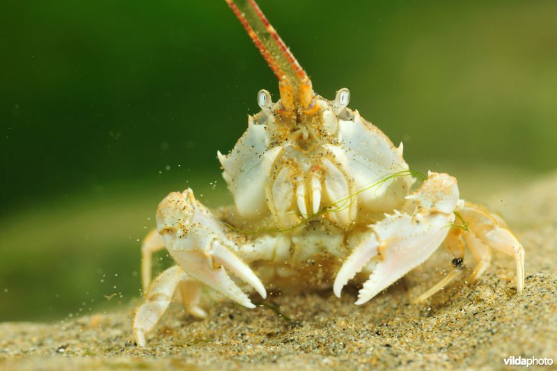Helmkrab