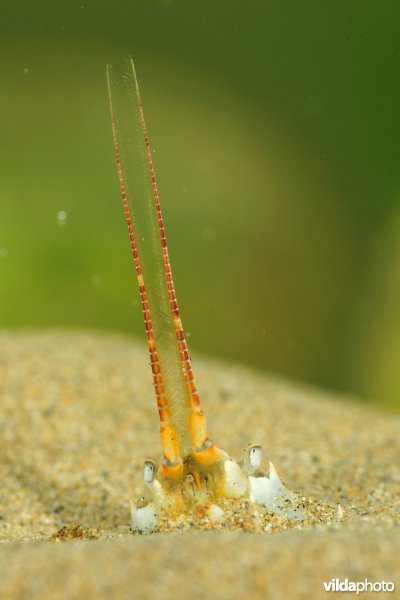 Helmkrab