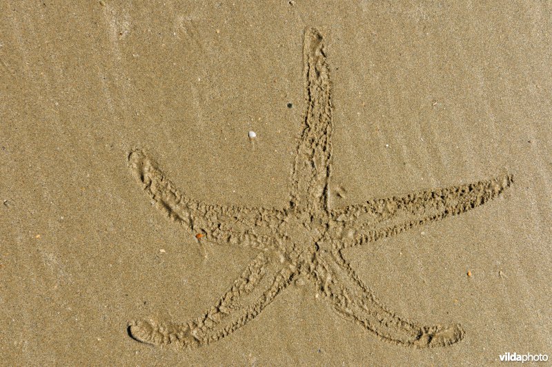 Afdruk van IJszeester