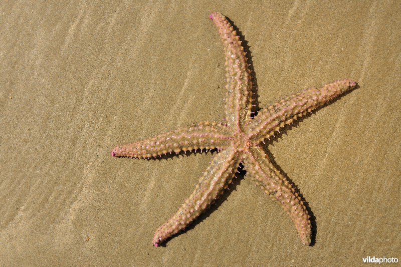 IJszeester op het strand