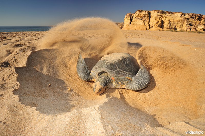 Groene zeeschildpad begraaft haar eieren