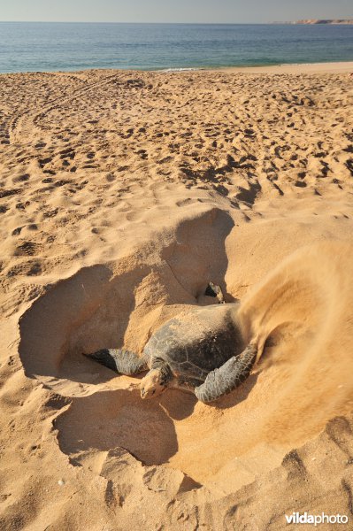 Groene zeeschildpad begraaft haar eieren