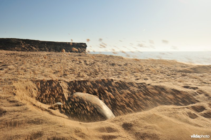 Groene zeeschildpad begraaft haar eieren
