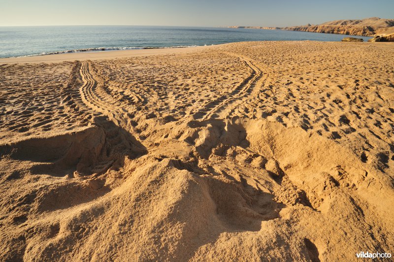 Sporen van Groene zeeschildpad