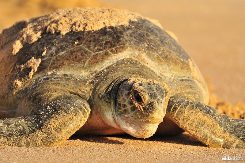 Groene zeeschildpad