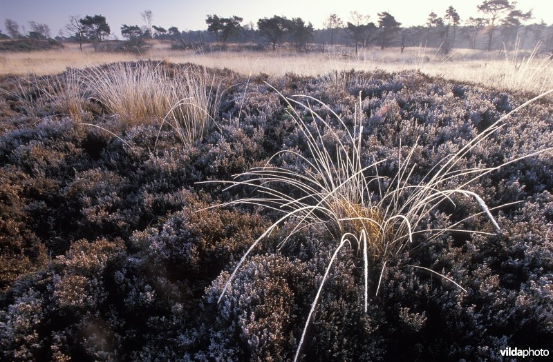 Ochtend op de Kalmthoutse heide