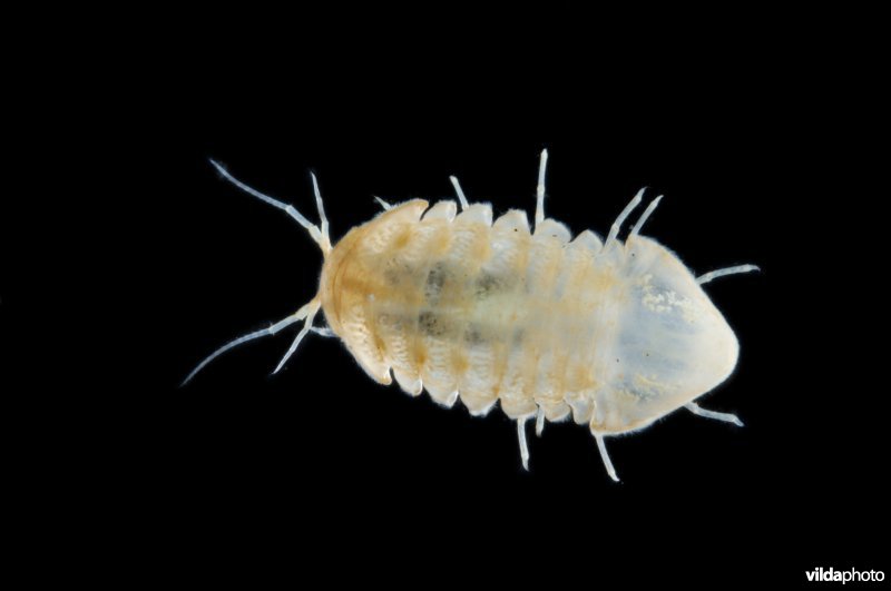 Grottenpissebed van boven