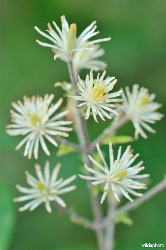 Bloempjes van bosrank