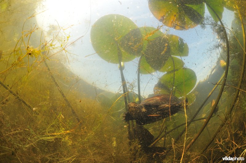 Europese moerasschildpad