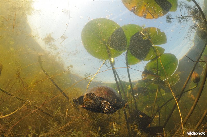 Europese moerasschildpad