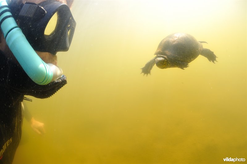 Europese moerasschildpad en duiker