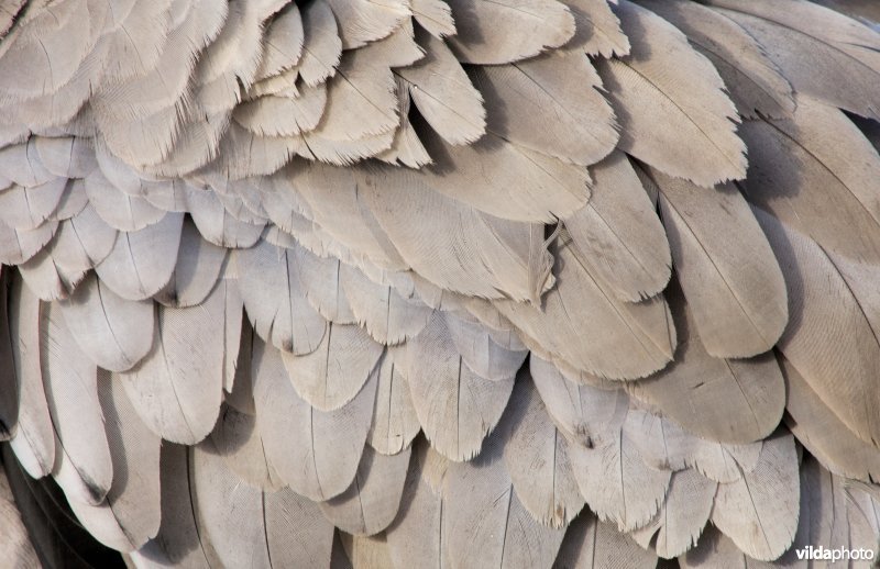 Verenkleed van een kraanvogel