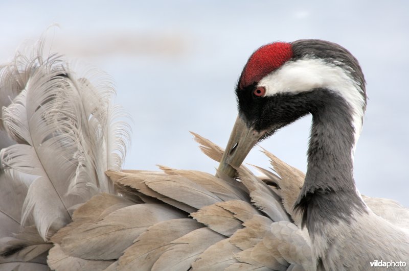 Kraanvogel die de veren reinigt