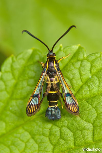 Bessenglasvlinder