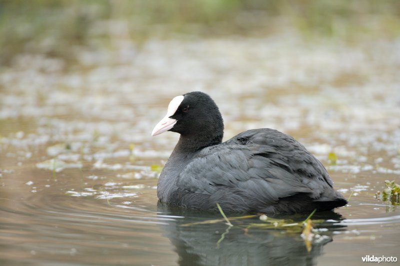 Zwemmende meerkoet