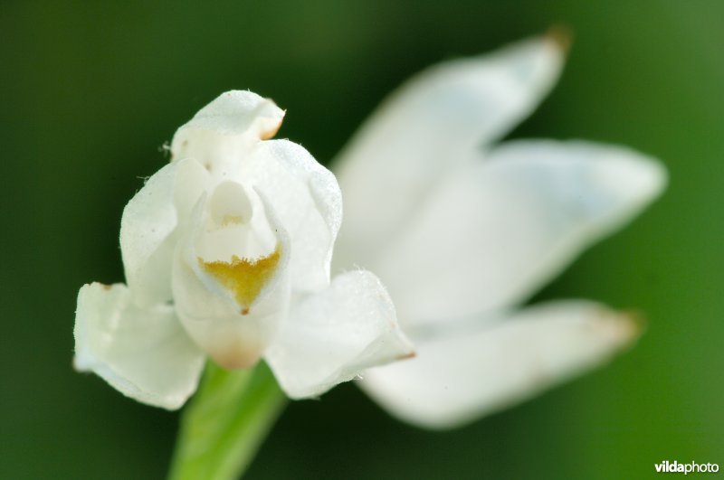 De bloem van het wit bosvogeltje