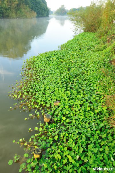 Grote waternavel