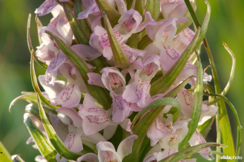 Vleeskleurige orchis
