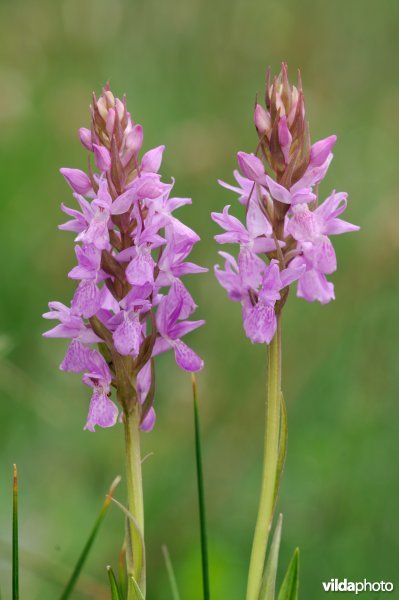 Duo Brenne-orchissen