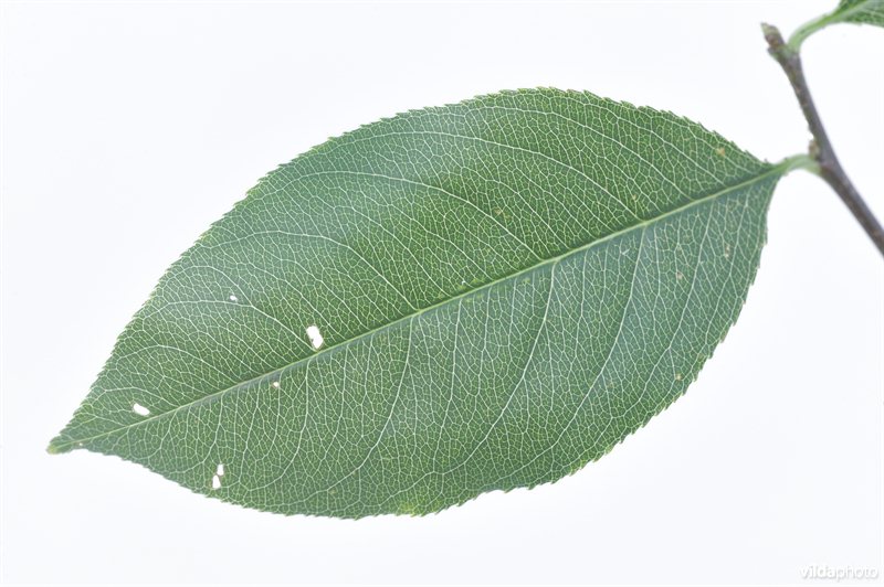 Amerikaanse vogelkers