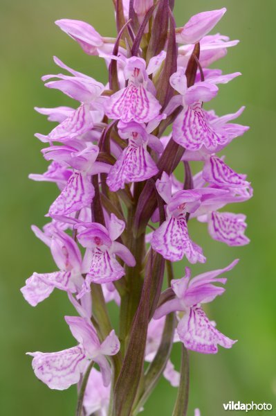 Brenne-orchis