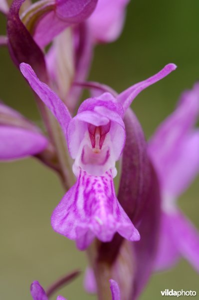Bloempje van de Brenne-orchis
