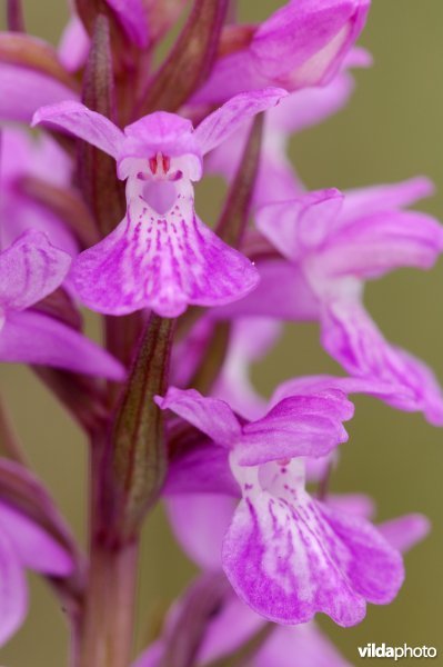 Brenne-orchis