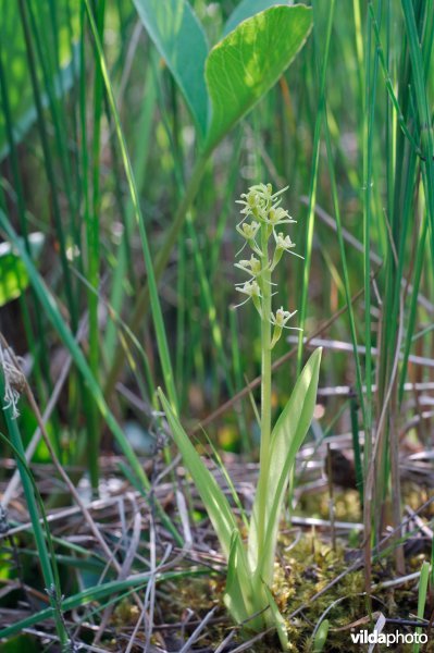 Groenknolorchis in het veen
